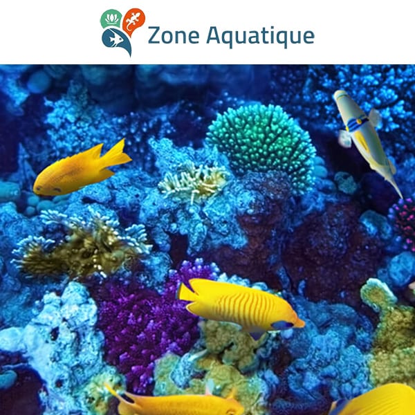 Zone aquatique